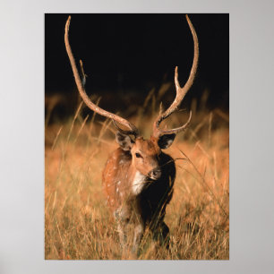 Poster Habitat naturel du chital   Parc national de Bandh