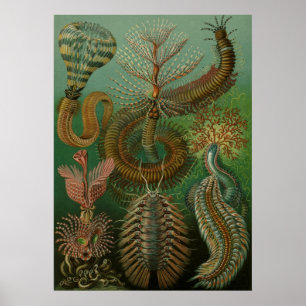 Poster Haeckel Centipedes