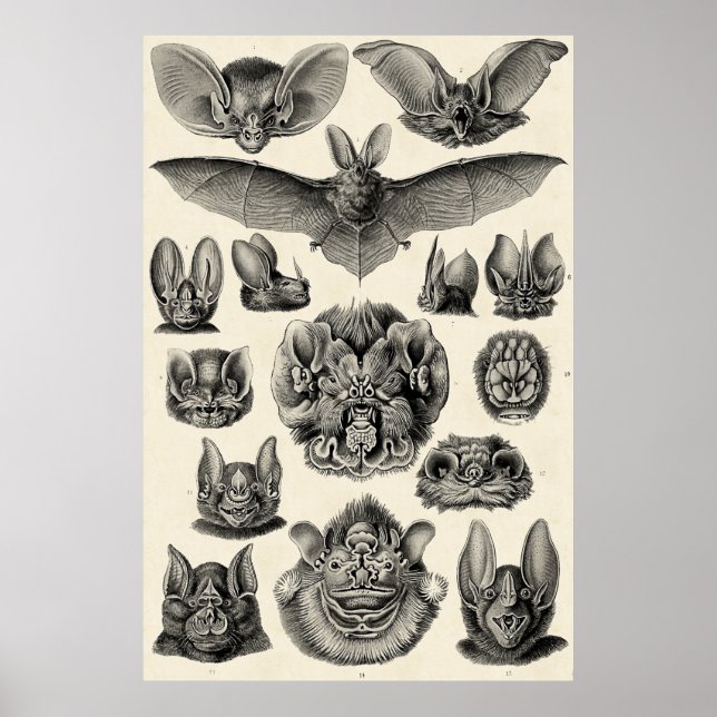 Poster Haeckel Chiroptera (Devant)