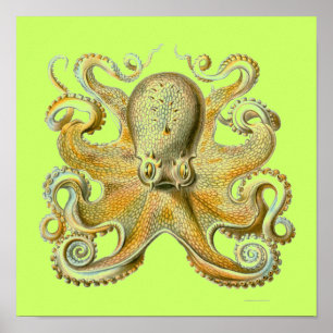 Poster Haeckel Octopus
