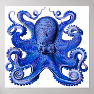 Poster Haeckel Octopus Blue