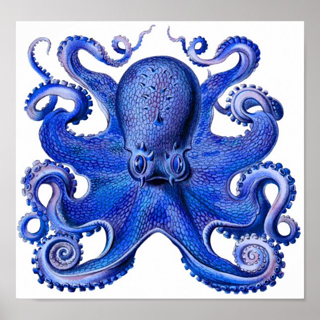 Poster Haeckel Octopus Blue (Devant)
