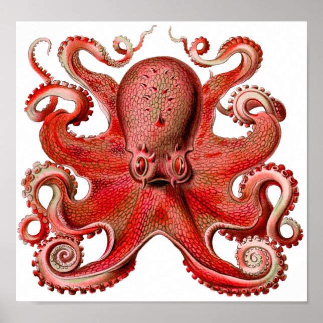 Poster Haeckel Octopus Red (Devant)