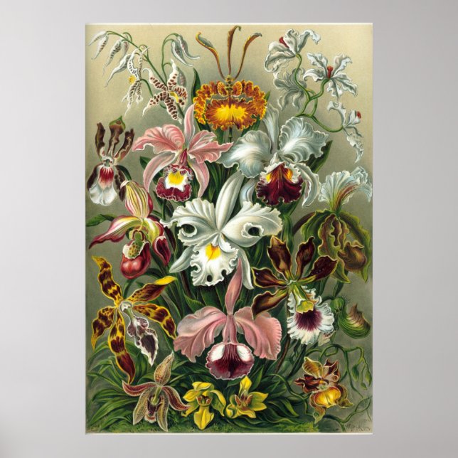 Poster Haeckel Orchids (Devant)
