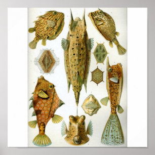 Poster Haeckel_Ostraciontes