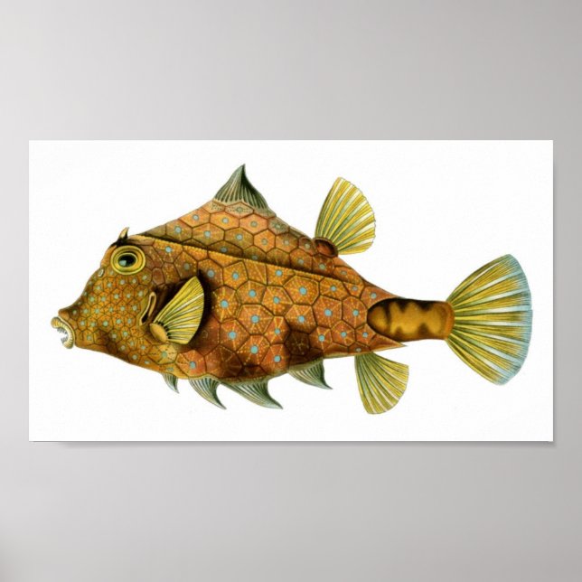 Poster Haeckel Tetrosomus Gibbosus (Devant)