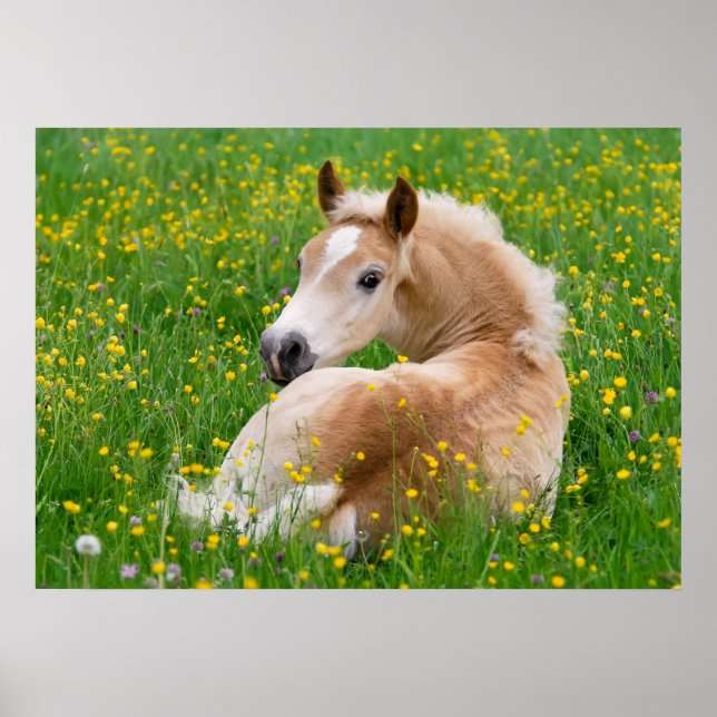 Poster Haflinger Horse Cute Fote Flowbed, Photo Animal (Devant)