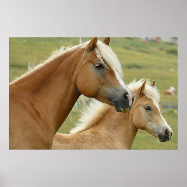 Poster Haflinger horse et foal (Devant)
