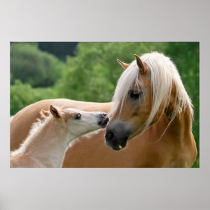 Poster Haflinger Horses Foin et Mare bouddlant, Photo