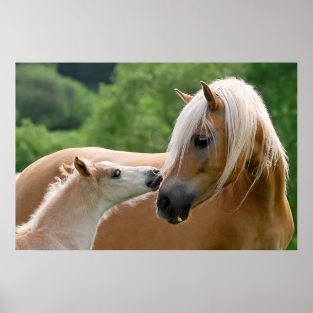 Poster Haflinger Horses Foin et Mare bouddlant, Photo (Devant)