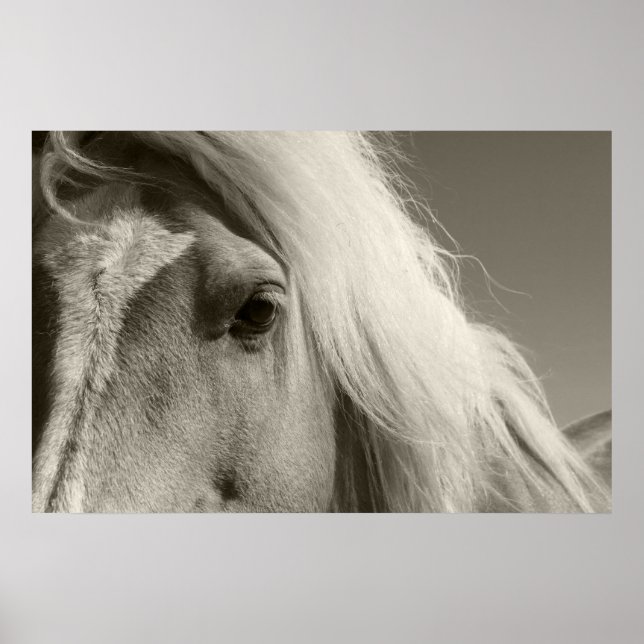 Poster Haflinger Porträt - Horse - cheval (Devant)