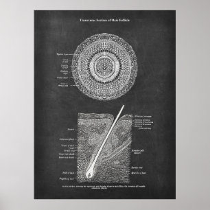 Poster Hair Follicle Anatomy Art  