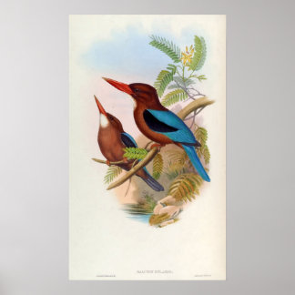 Poster Halcyon Gularis (martin-pêcheur à gorge blanche)