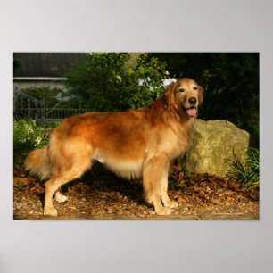 Poster Halètement de golden retriever