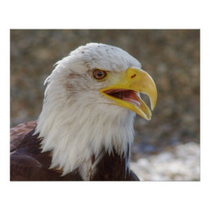 Poster Haliaeetus leucocephalus
