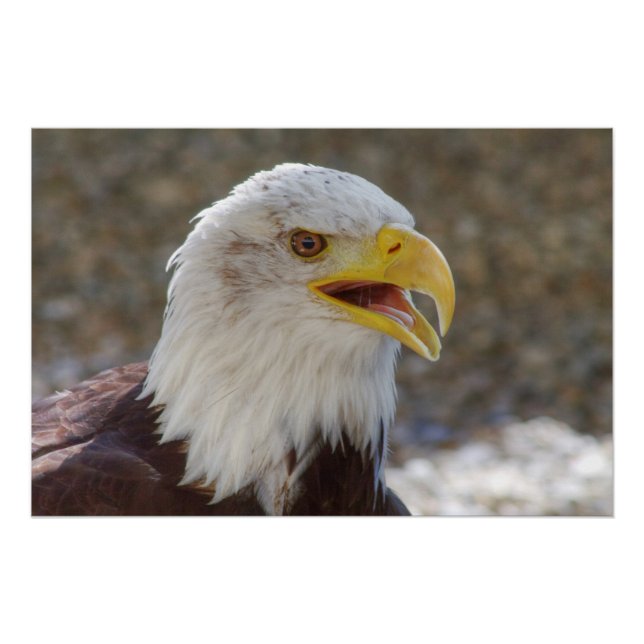 Poster Haliaeetus leucocephalus (Devant)