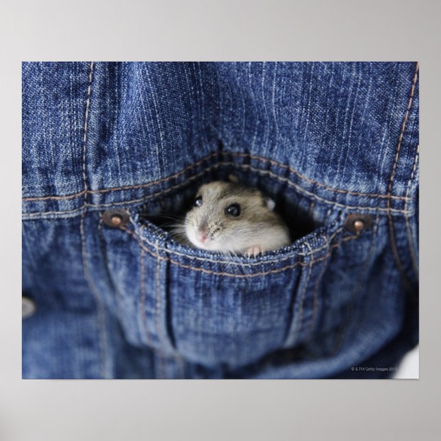 Poster Hamster dans la poche (Devant)