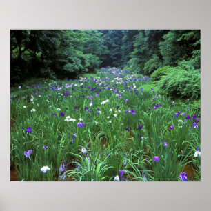 Poster Hana Shobu (Iris japonais de l'eau), Meiji Shrine,