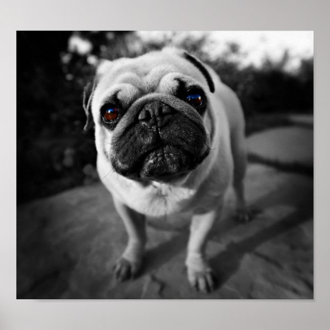 Poster Handsome pug (Devant)