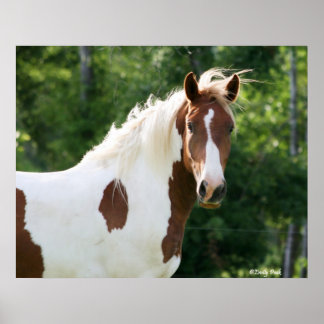 Poster Handsome Sonny