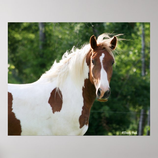 Poster Handsome Sonny (Devant)