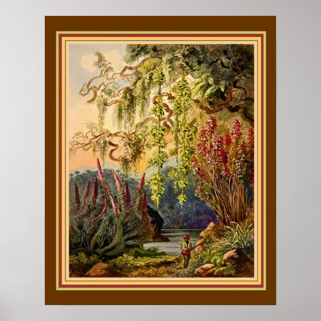 Poster "Hanging Bamboo of Sri Lanka" par Haeckel ca. 1882 (Devant)