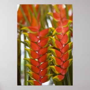Poster Hanging Heliconia, Hebdomadaire Mardi fruits &