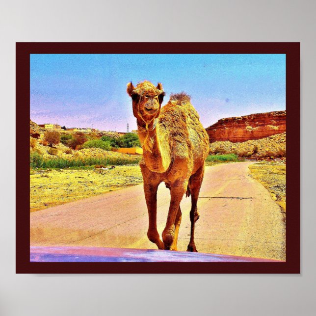 Poster Happy Camel (Devant)