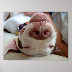 Poster Happy Dog Print