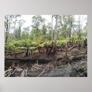 POSTER HAPUU FERNS GRANDE ÎLE HAWAII