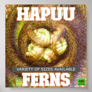 POSTER HAPUU FERNS GRANDE ÎLE HAWAII
