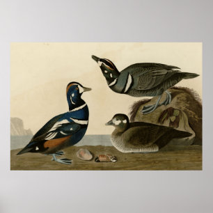 Poster Harlequin Duck