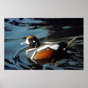 Poster Harlequin Duck
