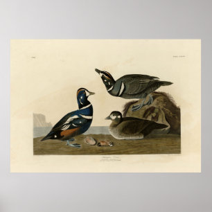 Poster Harlequin Duck - from Audubon's Birds of America