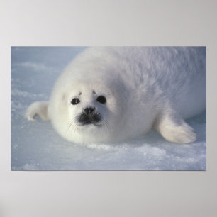 Poster Harp seal Phoca groenlandica) A week-old harp