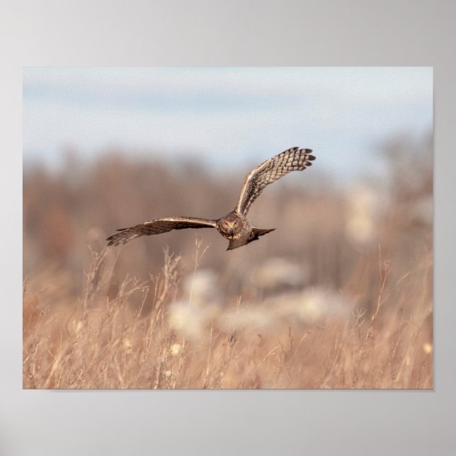 Poster Harrier du nord 14x11 (Devant)
