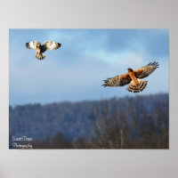 Harrier du Nord et Short=Poster de la Chouette aur