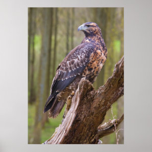 Poster harris hawk