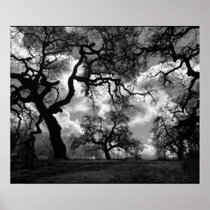Poster Hauning Arbres noirs et blancs