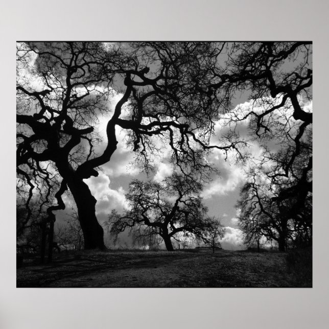 Poster Hauning Arbres noirs et blancs (Devant)