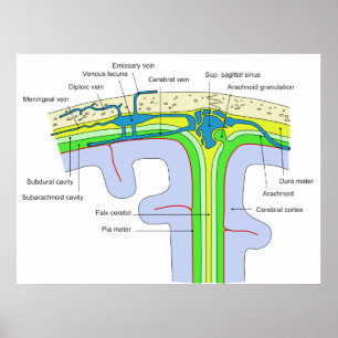 Poster Haut du crâne montrant les membranes cérébrales