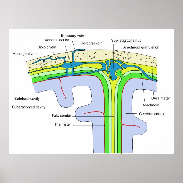 Poster Haut du crâne montrant les membranes cérébrales (Devant)