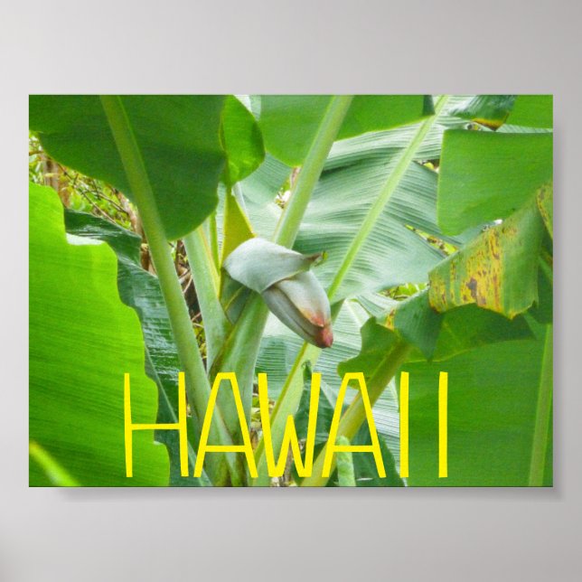 POSTER HAWAII NATURE (Devant)