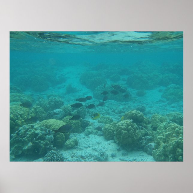 Poster Hawaii poisson tropical sous l'eau toile pittoresq (Devant)