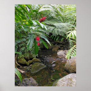 Poster Hawaiian Tropical Stream