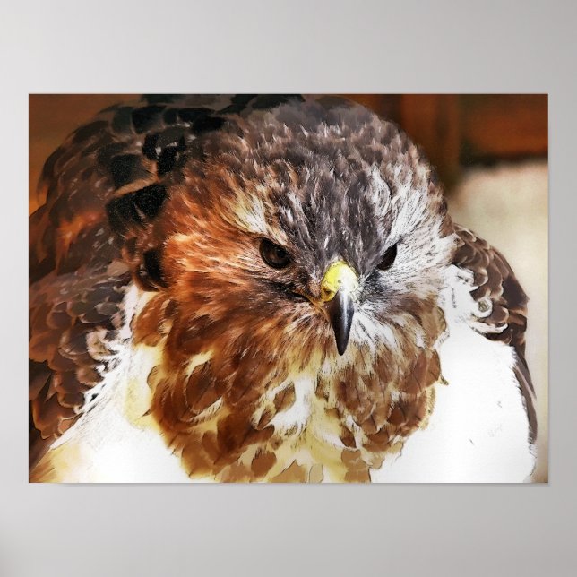 POSTER HAWK (Devant)