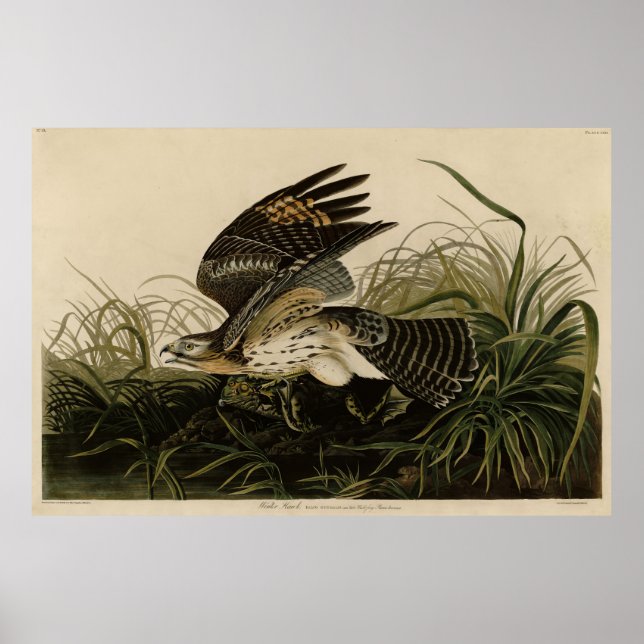 Poster Hawk d'hiver, les oiseaux d'Amérique de John James (Devant)
