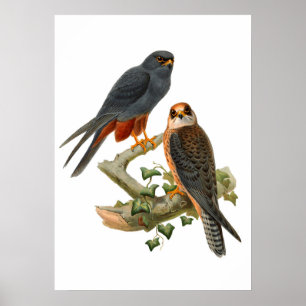 Poster Hawks vintages