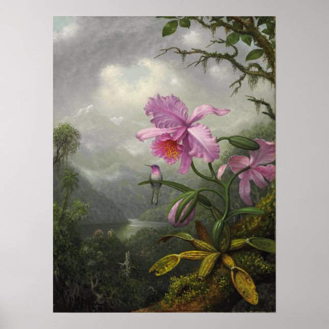 Poster Heade - Colibri Perché Sur Le Plante De L'Orchidée (Devant)