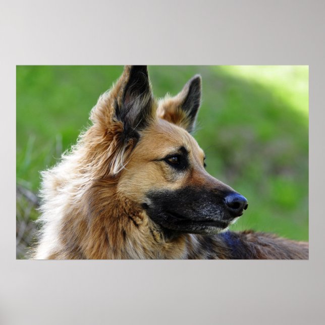 Poster Headshot du berger allemand (Devant)